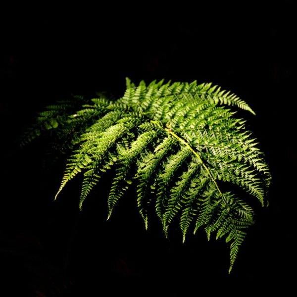 8 Waldfotografie Leuchtender Farn